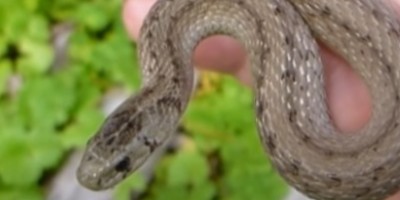 Louisville snake